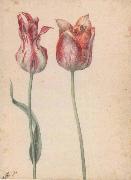 Georg Flegel Two Tulips USA oil painting artist